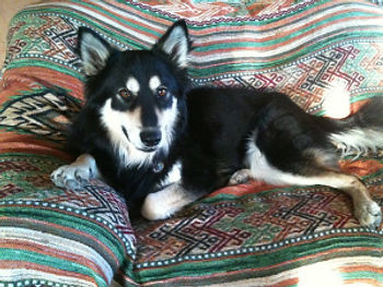 dog lying on couch looking at camera