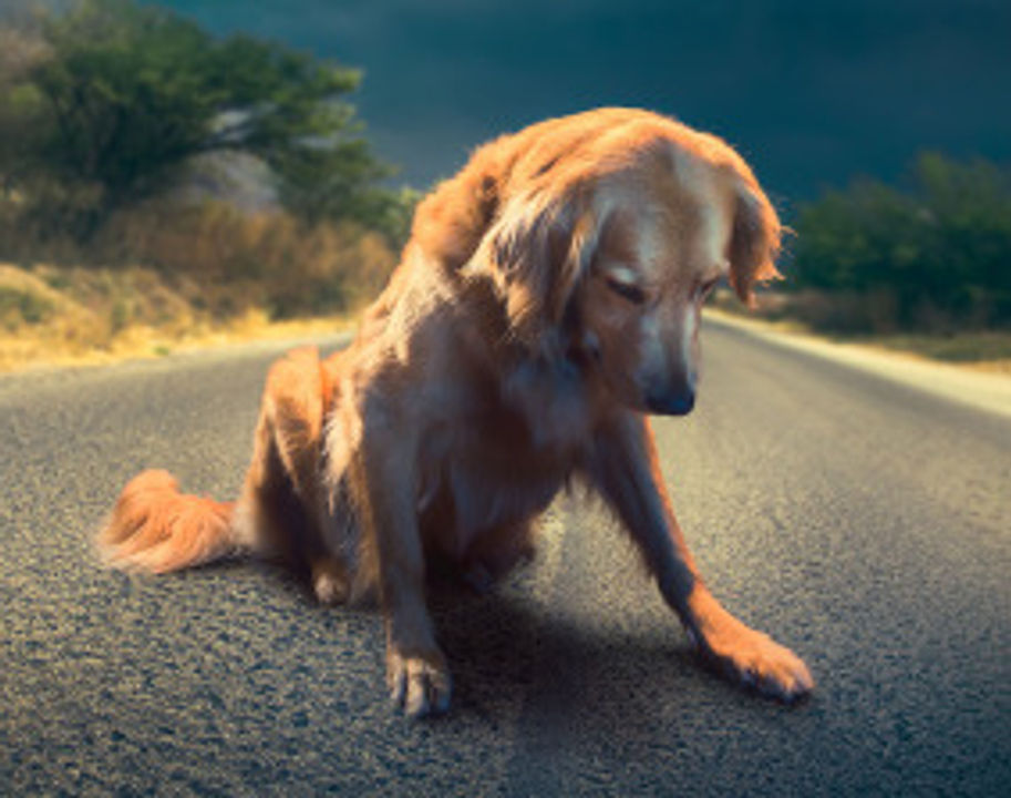 sad dog
