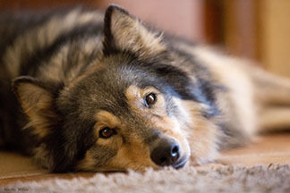 dog gazing lovingly