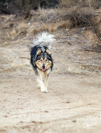 beautiful dog with fluffy tail runs smiling back to owner
