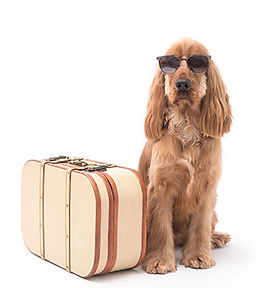dog wearing sunglasses sitting next to suitcase