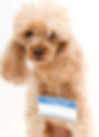 cute fluffy poodle with Hello name tag