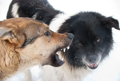 aggressive dog snarls shows teeth to another dog