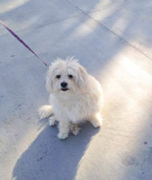 dog on leash sitting