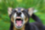 aggressive dog on blurred background