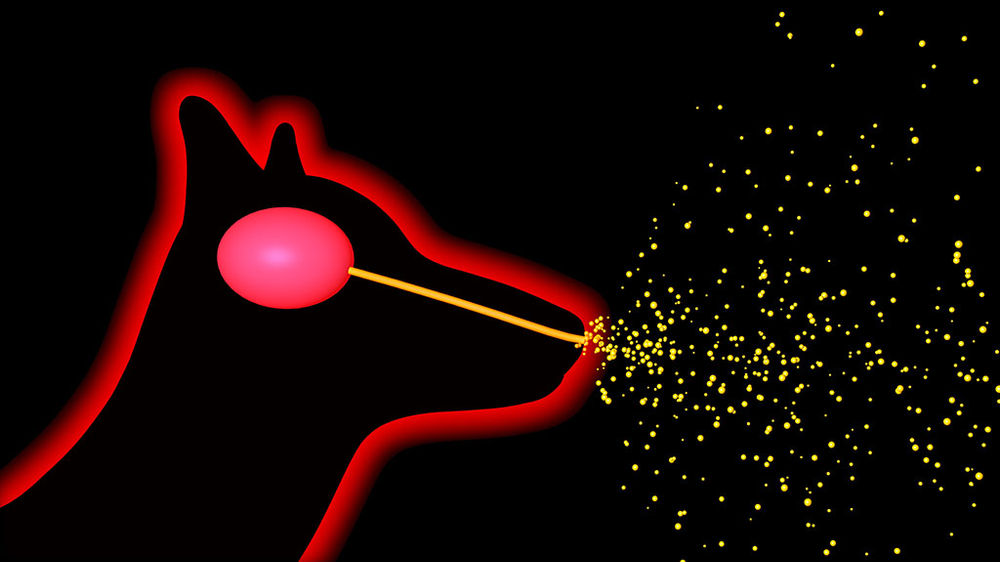 What is DAP and How Can it Help Dogs?