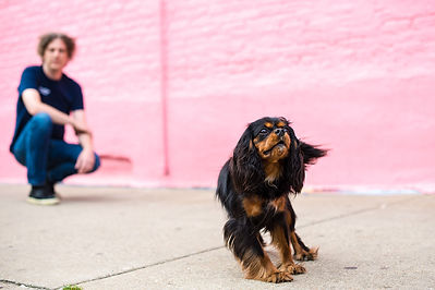 Cavalier King Charles Spaniel running away from owner