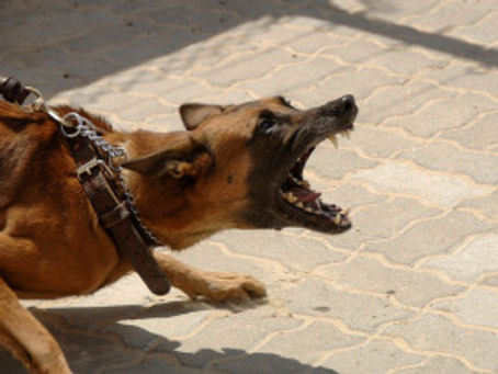 Miracle Cure for Dog Aggression!