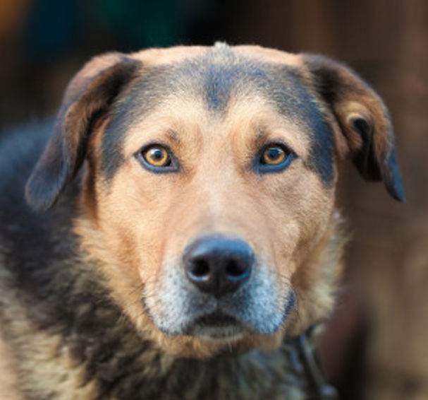 dog displaying a hard stare
