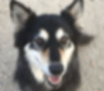 happy cute dog face looking up at camera