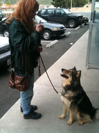 woman training dog