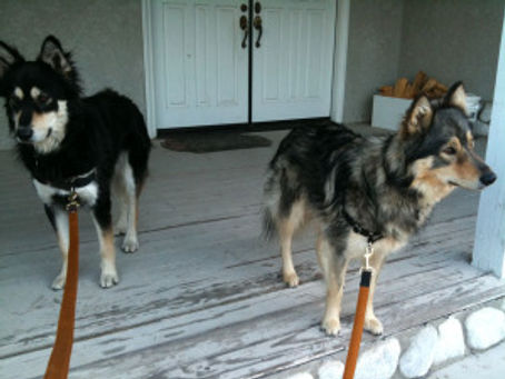 My Latest, Greatest, Slightly Unorthodox Approach to Leash Reactivity