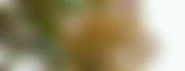 Herbsttage am Mondsee