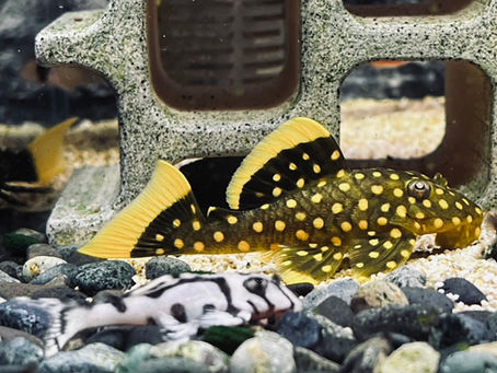 皇后黃珍珠（L177)