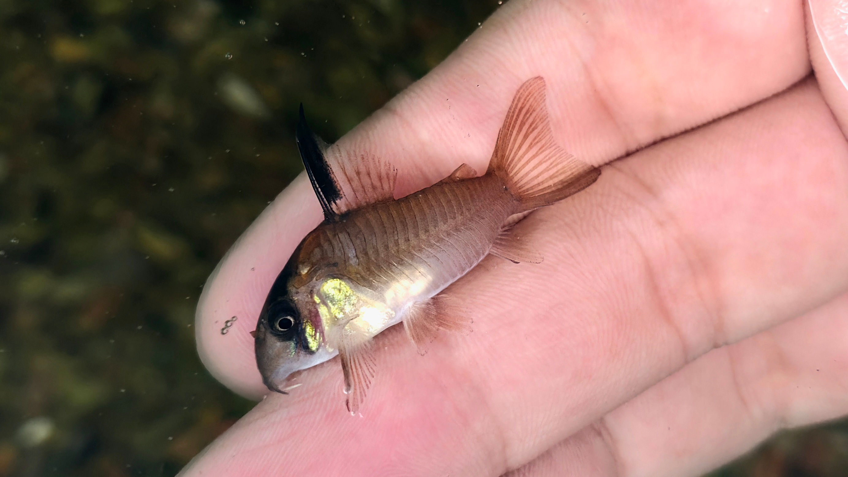 人工帝王胭脂鼠