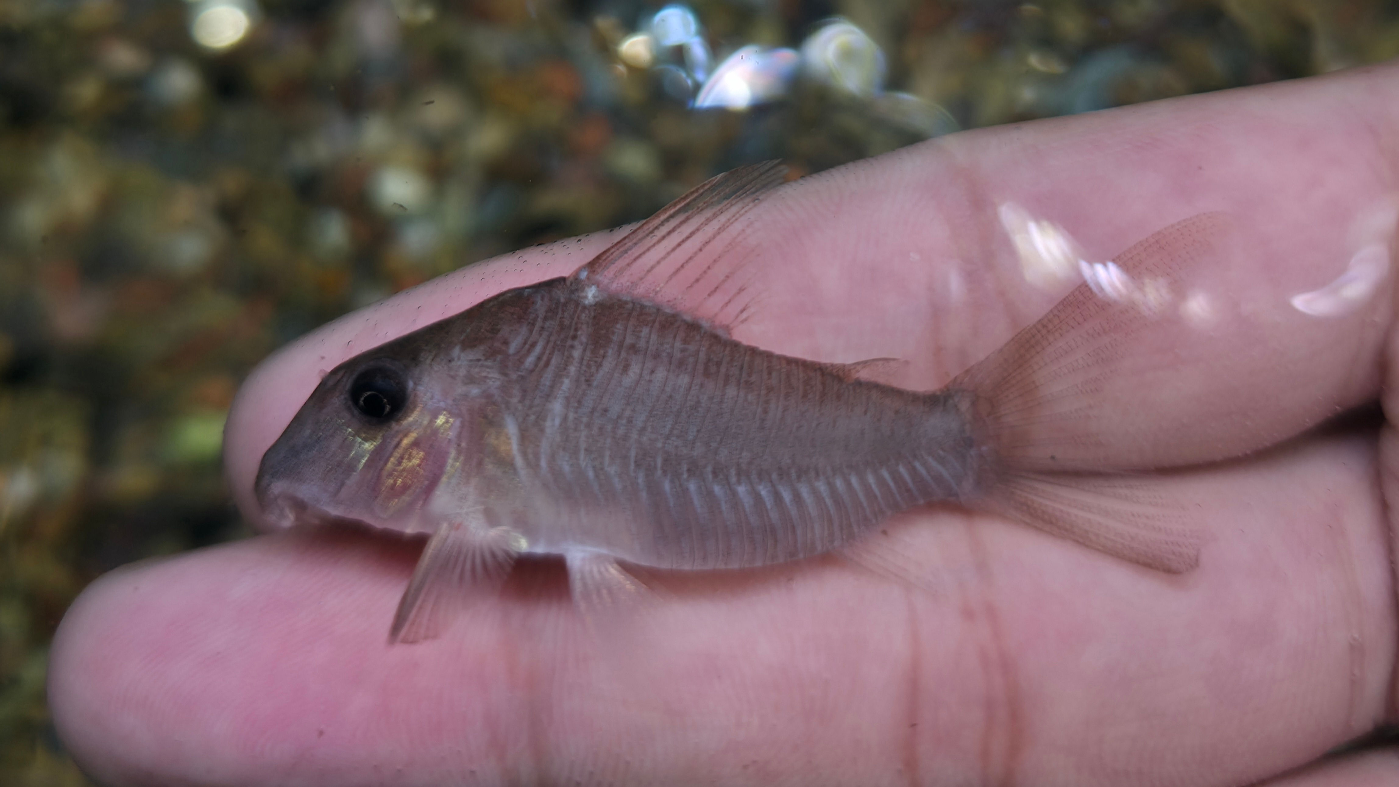 蘇利南哈特莫夫鼠