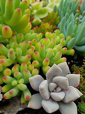 Succulents