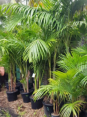 Tropical Plants