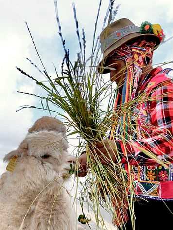 Peru_ManFeedingAlpaca.jpeg