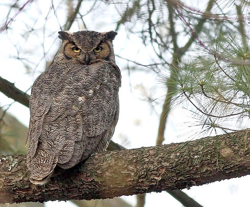 Great-horned-owl-at-HBK_Bruce-Miller.jpeg