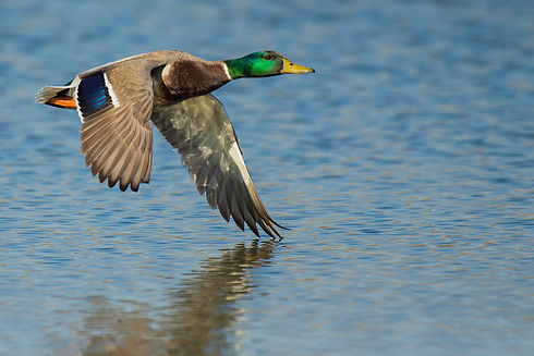 duck.jpeg