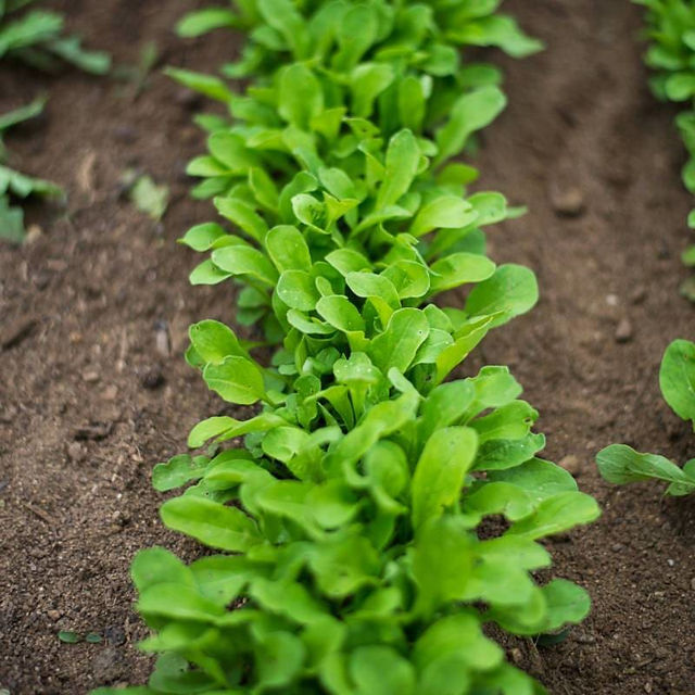 astro arugula