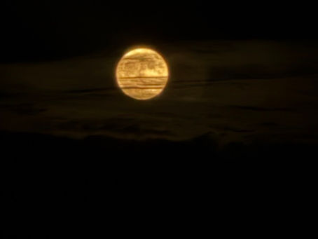夜の対応🌙🐯