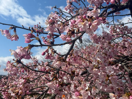 河津桜🌸