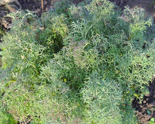 bear necessities kale