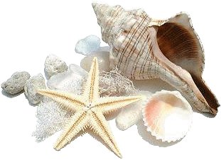 36-stellaeconchiglievarie.gif