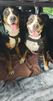 Aska GSS vom Leukbachtal