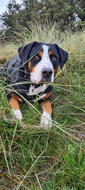 Großer Schweizer Sennenhund Züchter