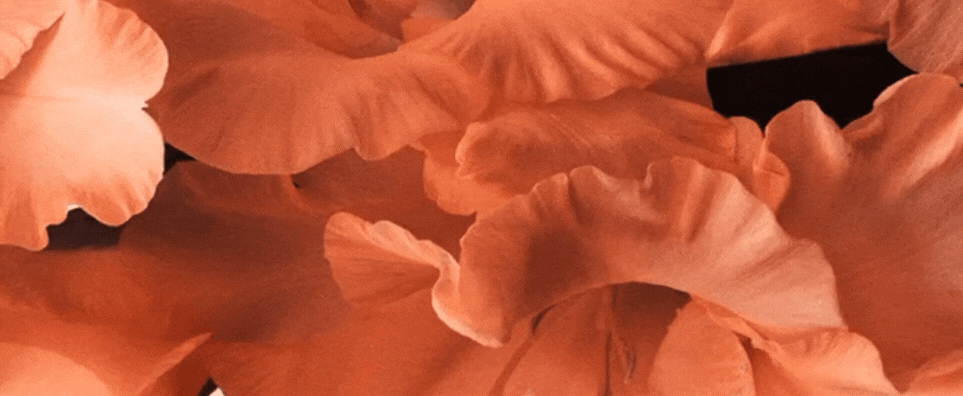 Untitled (1605 × 660 px).gif
