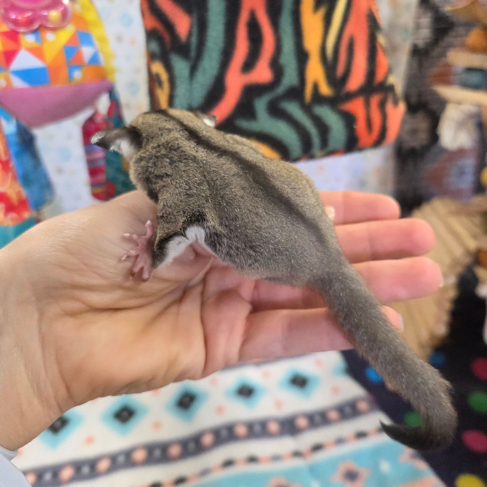Thumbnail: sugar glider joey baby