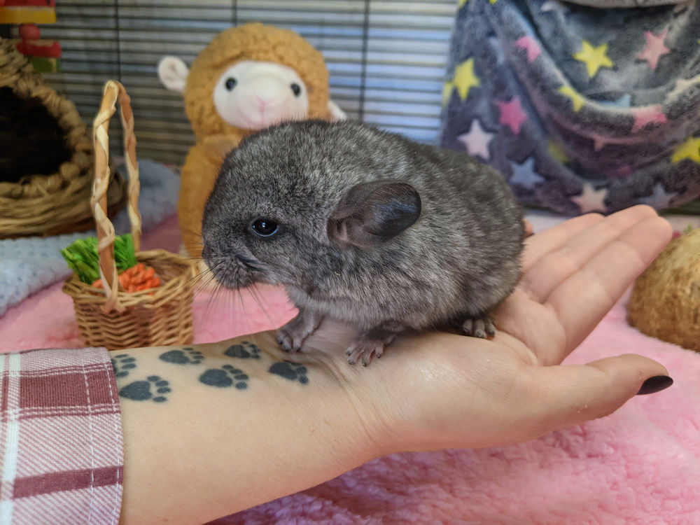 Chinchilla In Depth Pet Care