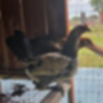 easter egger chicken rooster for sale
