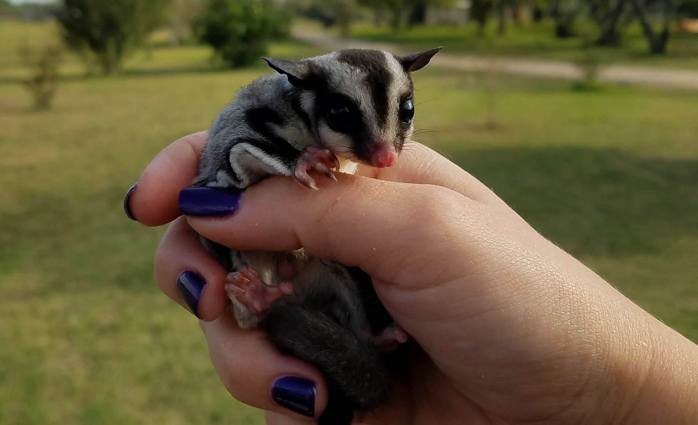 Sugar Gliders Janda Exotics Animal Ranch United States