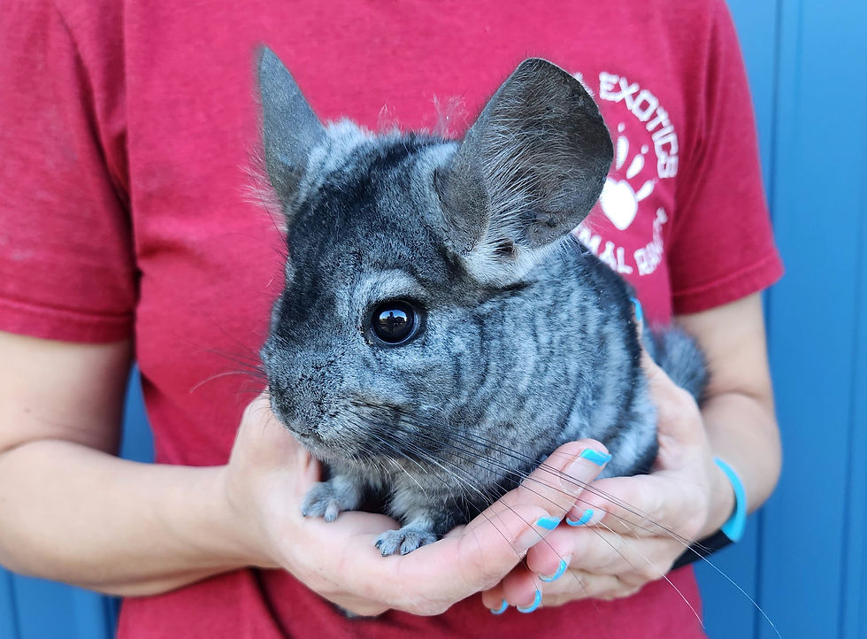 SOLD- Baby Chinchilla