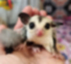 Baby sugar Glider for sale