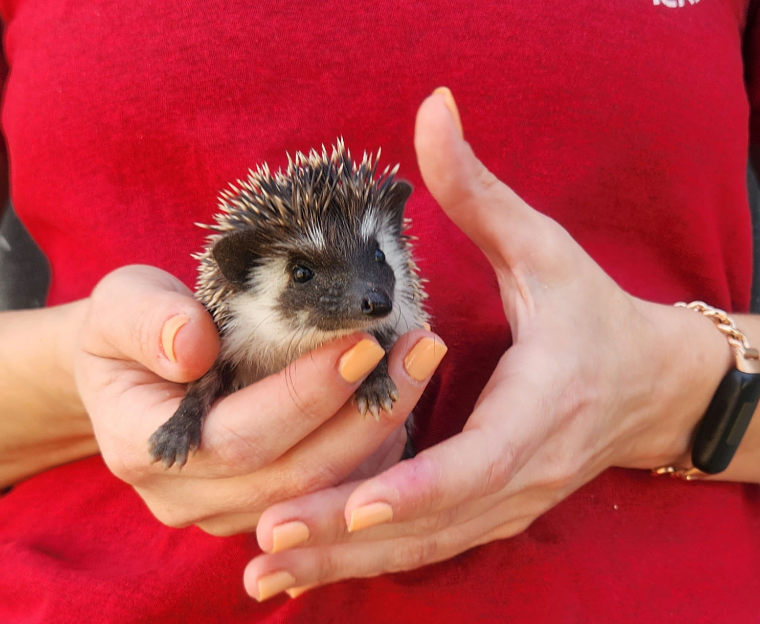 Veruka – Female Hedgehog photo 4
