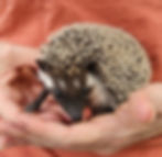 hedgehog for sale