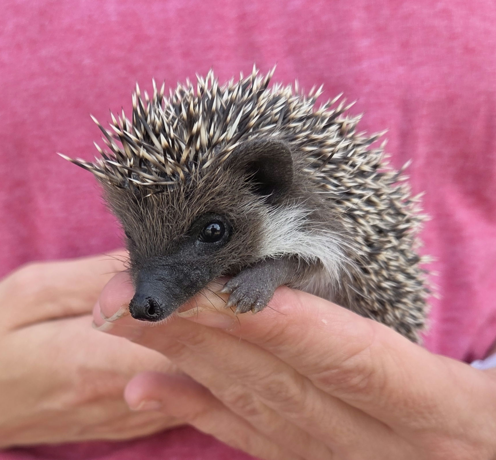 Godiva – Female Hedgehog