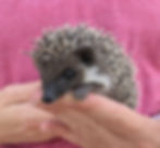 Thumbnail: Hedgehog for sale.jpg
