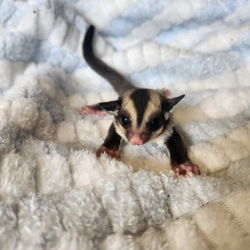 Parker Male Sugar Glider PRICE 450 Janda Exotics Ranch
