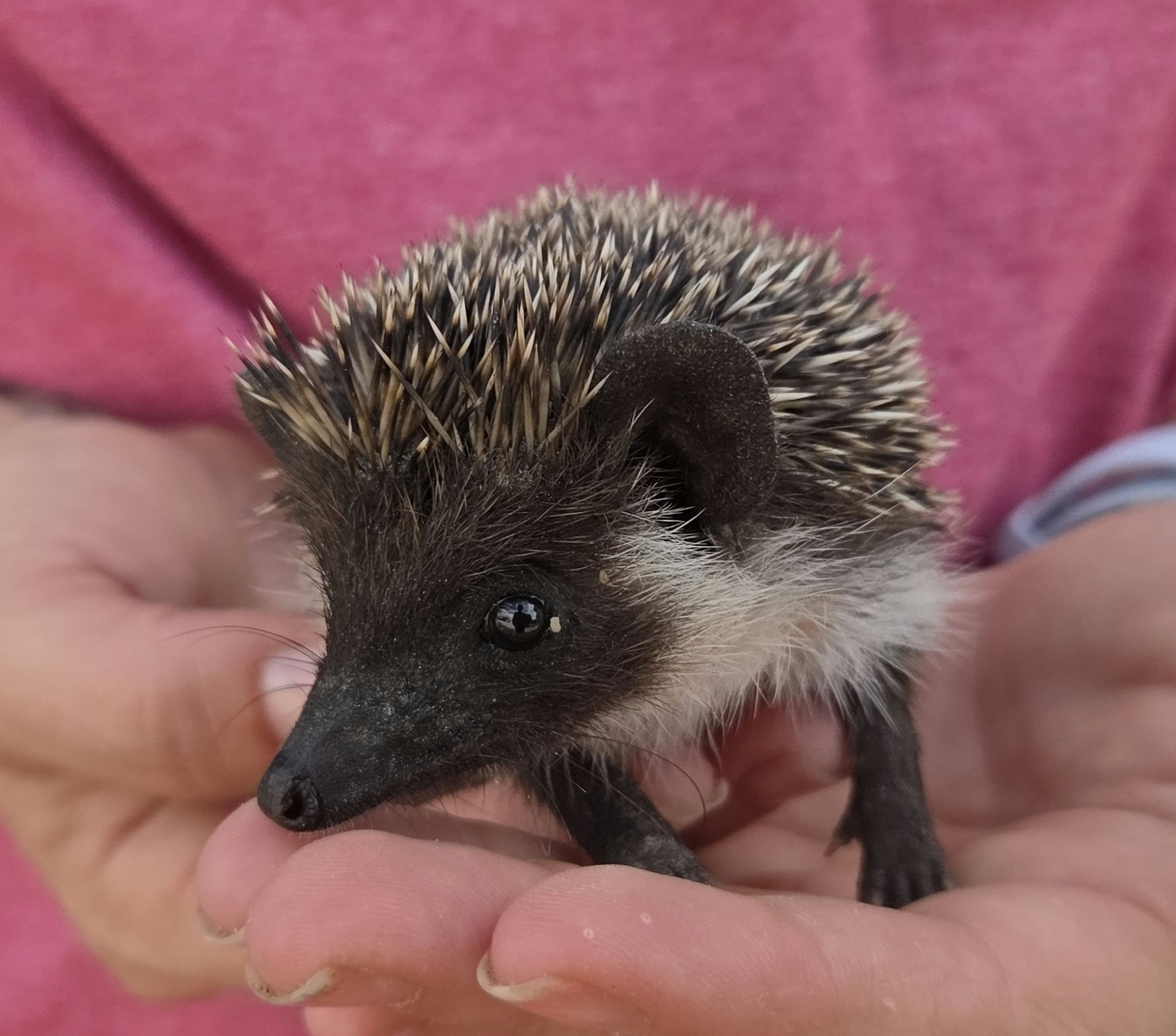 Ocean – Male Hedgehog photo 2