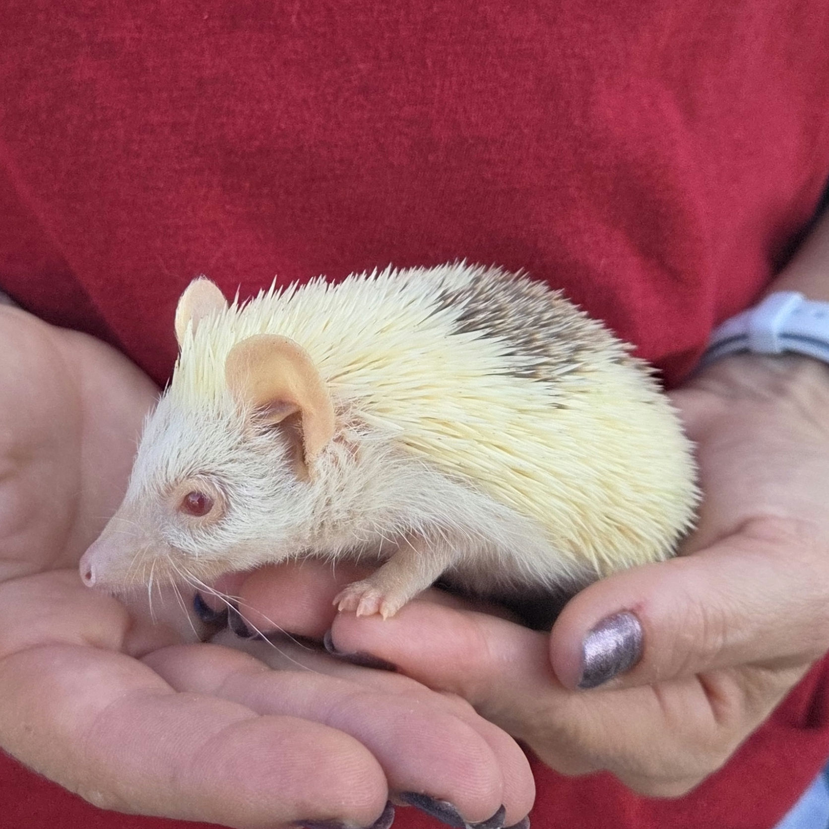 Sage – Female Hedgehog photo 2