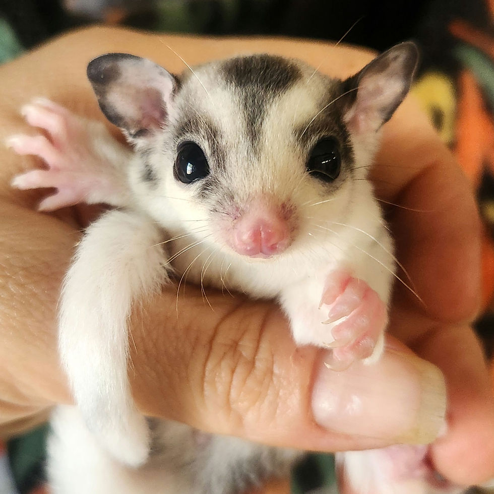 sugar glider for sale