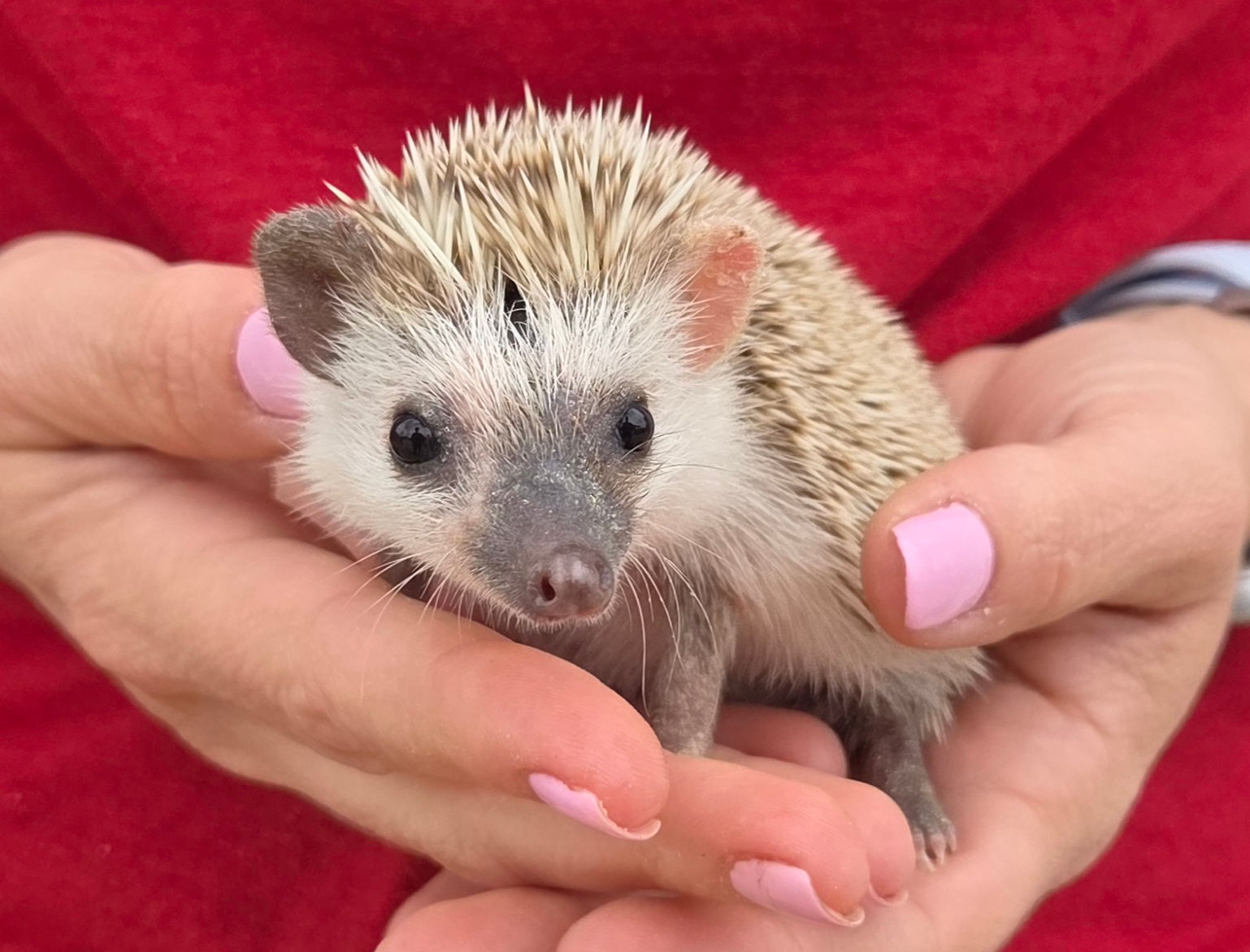 baby hedgehog for sale Texas