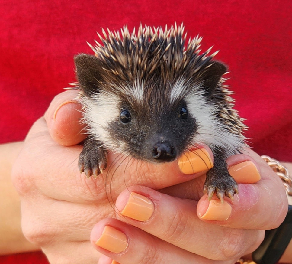 Veruka – Female Hedgehog