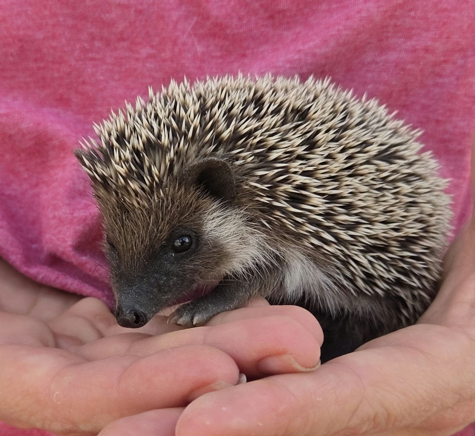 Ajax – Male Hedgehog photo 3